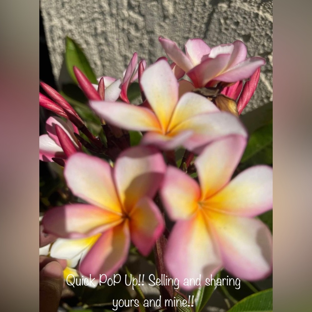 @SellbyLaura’s Live 📣!! Quick PoP Up!! Come hang out! Sharing yours & mine! 😊